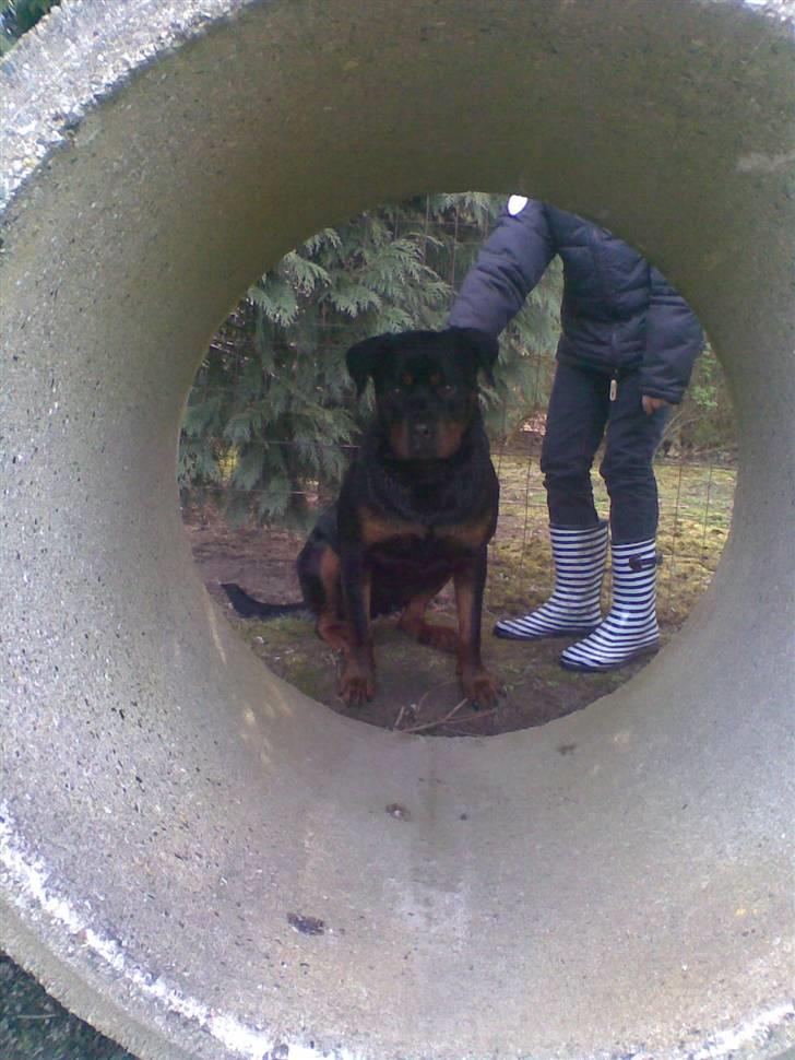 Rottweiler max billede 15