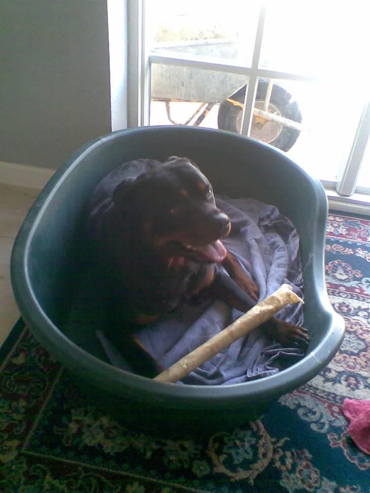 Rottweiler max billede 16