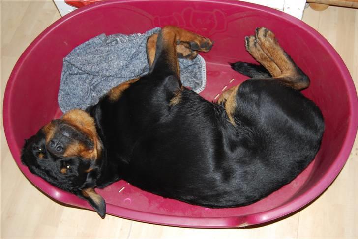 Rottweiler Catos - øv en tøsefarve... billede 9