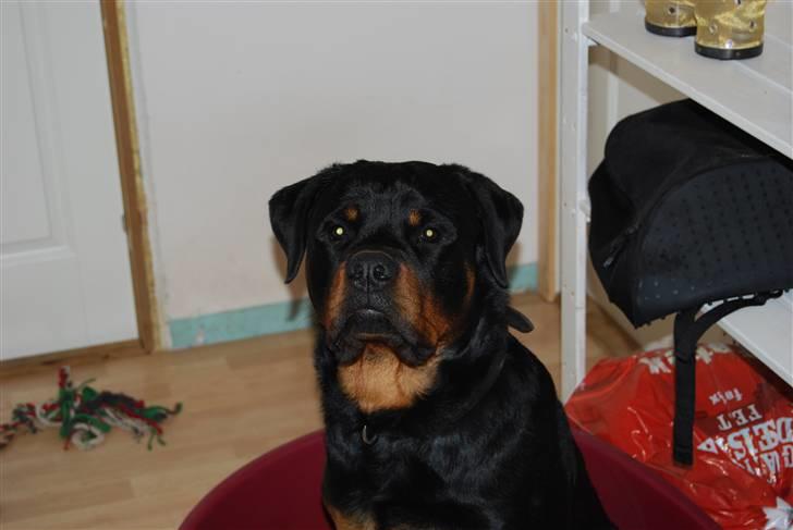Rottweiler Catos - jeg hyptoniserer dig... billede 10