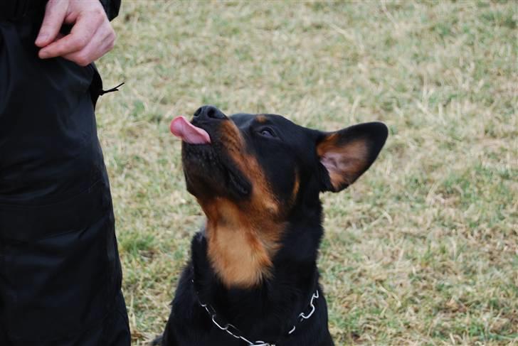 Rottweiler Catos - er jeg ikke dygtig...jeg kan række tunge af far...vuf vuf billede 11