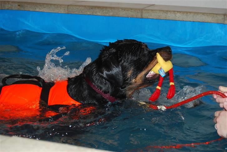 Rottweiler Catos - en lille svømmetur... billede 12