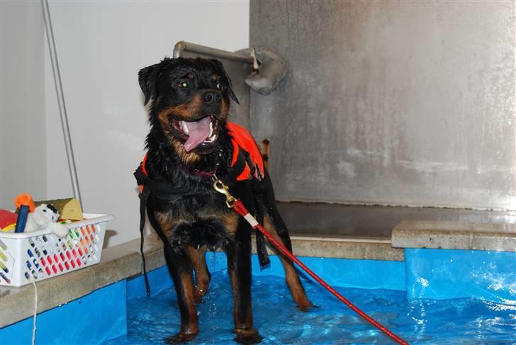 Rottweiler Catos - aaahhh...det var dejligt billede 13