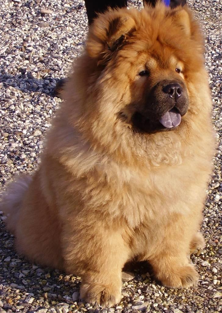 Chow chow Peifu's Aslan Chi Gau - Smukke hund<3 billede 15