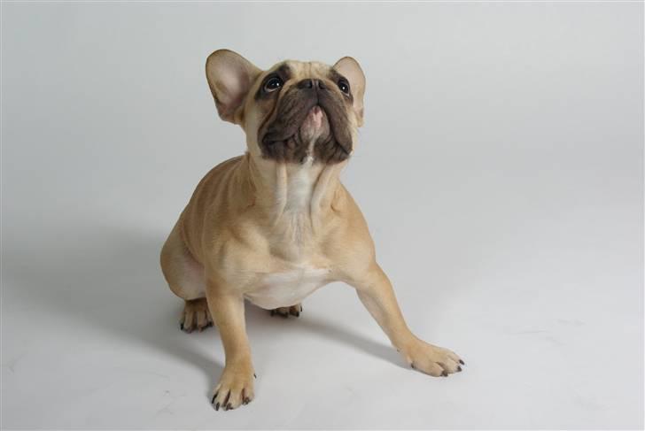 Fransk bulldog Dolly Du Vallon billede 1