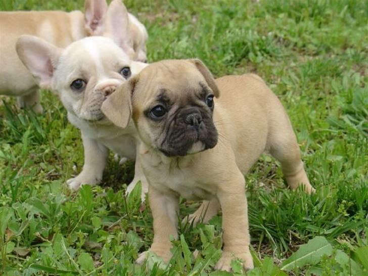 Fransk bulldog Dolly Du Vallon billede 3