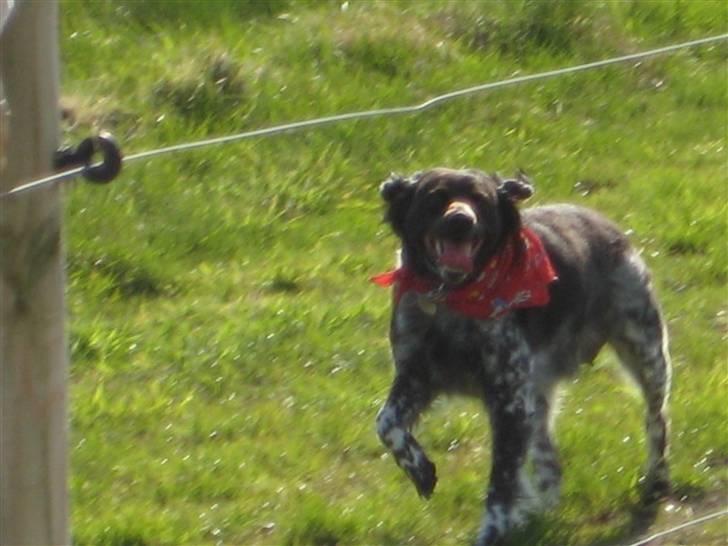 Breton Nana.. billede 16