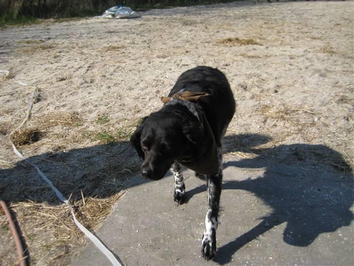 Breton Nana.. billede 17