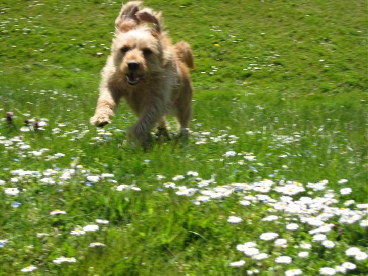 Basset fauve de bretagne Liva - dejligt at løbe i det fri. (lidt sygo ansigtsudtryk, men hun ser lykkelig ud) :D billede 12