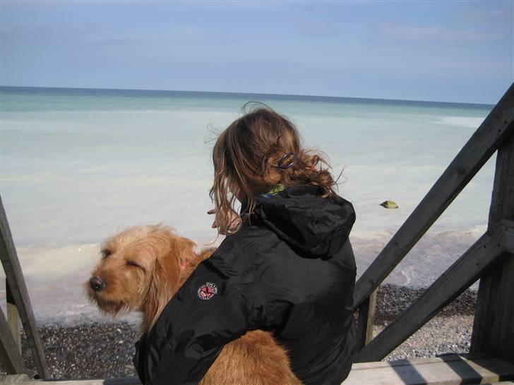 Basset fauve de bretagne Liva - os to, kigger ud over havet <3 billede 13
