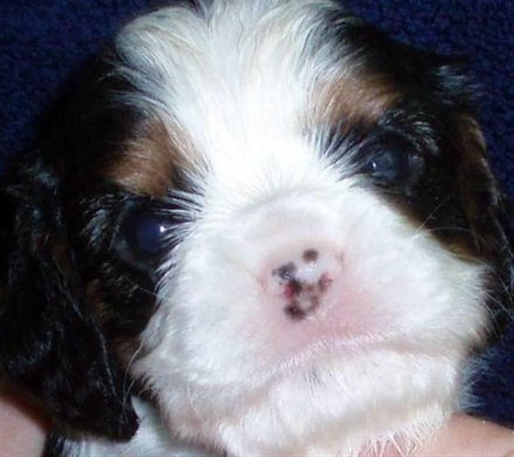 Cavalier king charles spaniel Mille billede 2