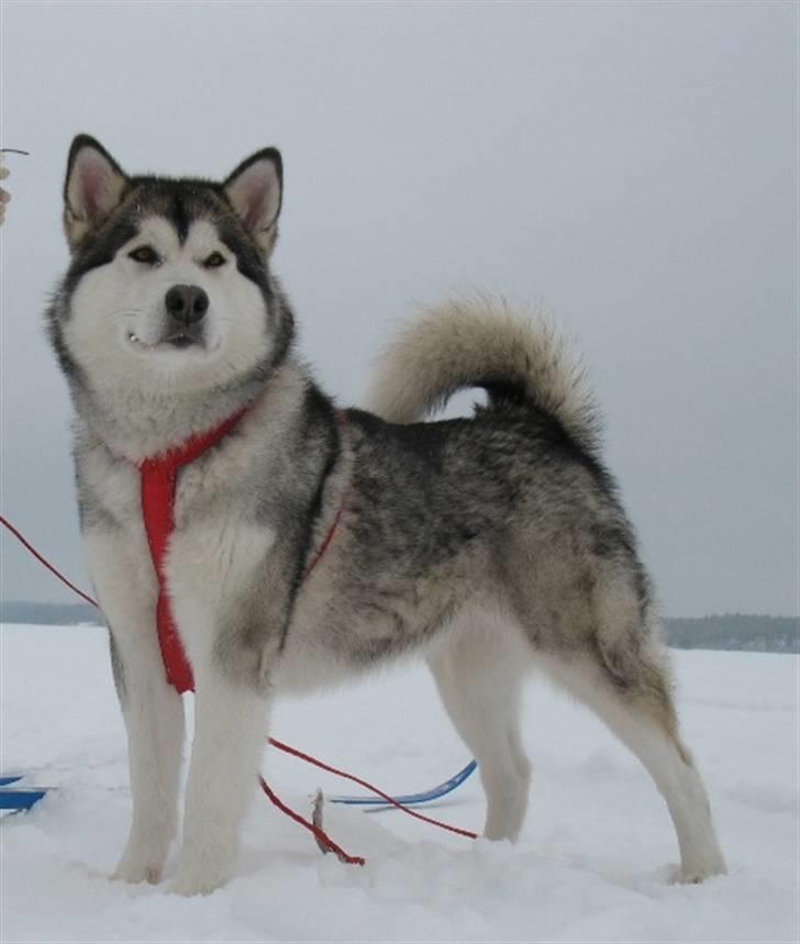 Alaskan malamute Malou - Malou i sit rette element billede 1