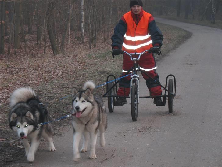 Alaskan malamute Malou - det er bare ikke det samme at køre træk i Danmark billede 2