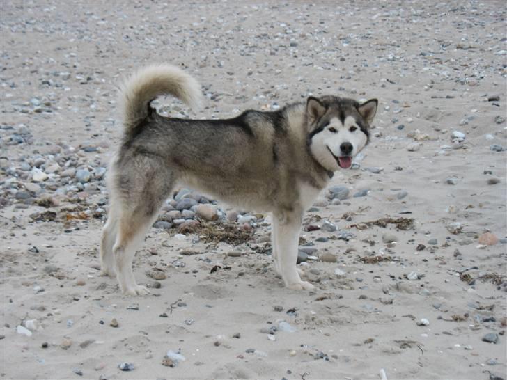 Alaskan malamute Malou - De to drenge er i vandet, godt jeg ikke er med billede 3