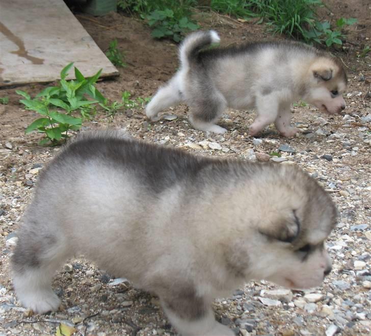 Alaskan malamute Malou - EN kommende lille trækhund §:0) billede 4
