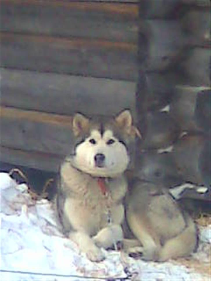 Alaskan malamute Malou - Uhm Særna i Sverige er lykken billede 5