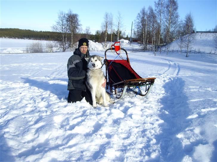 Alaskan malamute Malou - Malou og Dan som sammen bestod den svenske polarhundetest som første danske singlespand billede 6