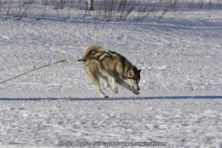 Alaskan malamute Malou - spørg mig ikke hvad hun laver.... billede 7