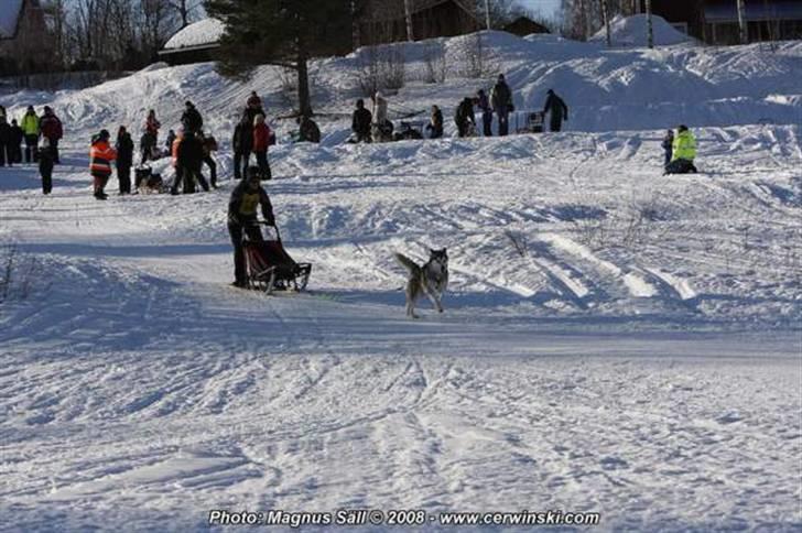Alaskan malamute Malou - Dan og Malou køre trækhundetest billede 8
