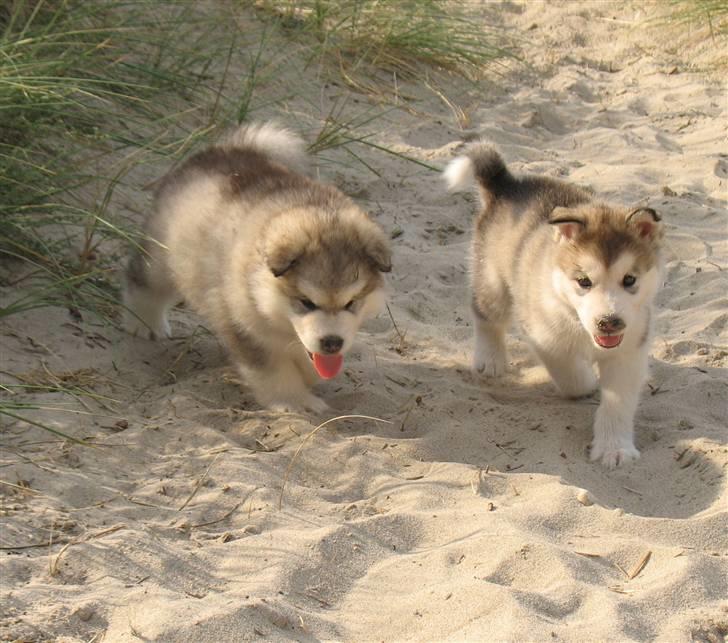 Alaskan malamute Malou - Venus og Iceman 5½ uge  på stranden billede 9
