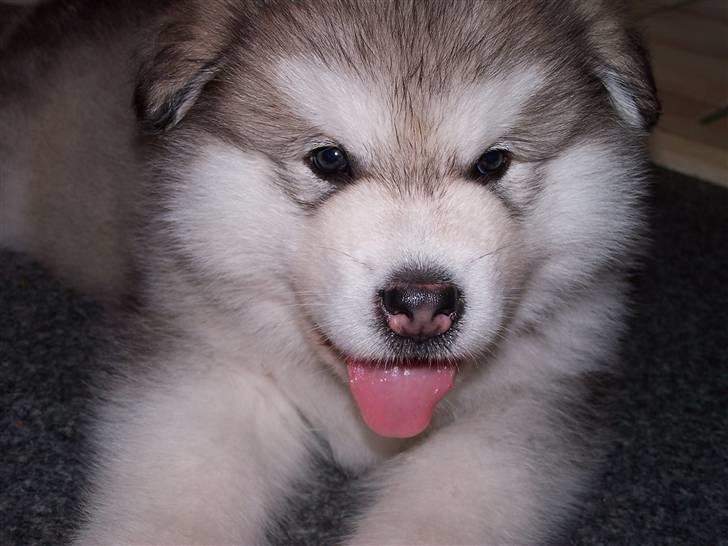 Alaskan malamute Malou - Iceman 5½ uge gammel billede 10