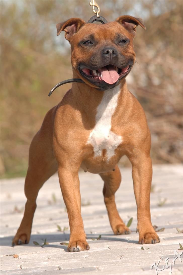 Staffordshire bull terrier Westlund Red Pride - Zoffi billede 1