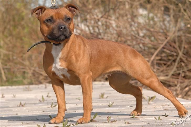 Staffordshire bull terrier Westlund Red Pride - Zoffi billede 2