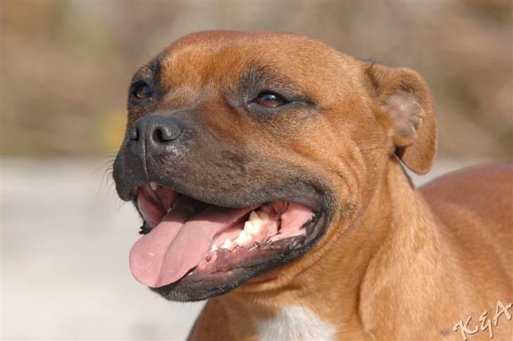 Staffordshire bull terrier Westlund Red Pride - Zoffi billede 3