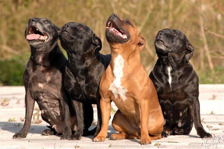 Staffordshire bull terrier Westlund Red Pride - Lille Westlund familiebillede...Speedy, Nala, Zoffi og Betty billede 4