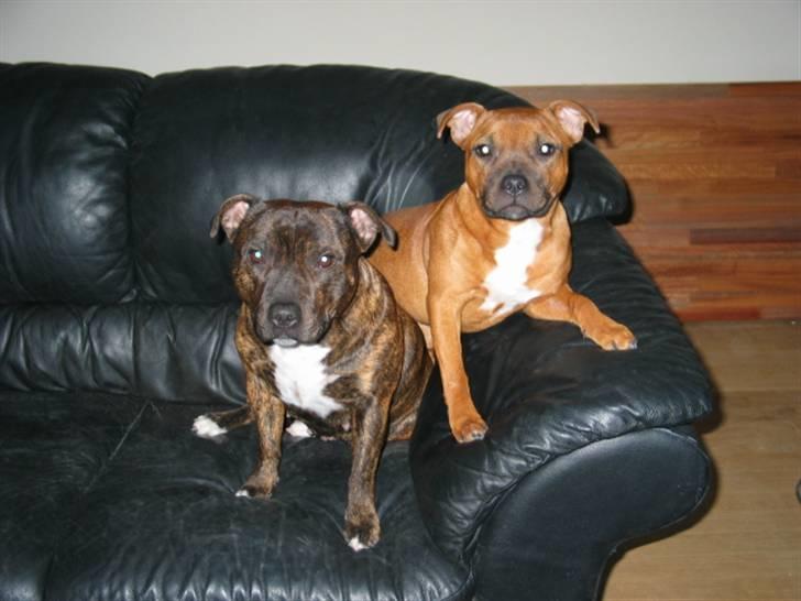 Staffordshire bull terrier Westlund Red Pride - Mor og datter billede 5