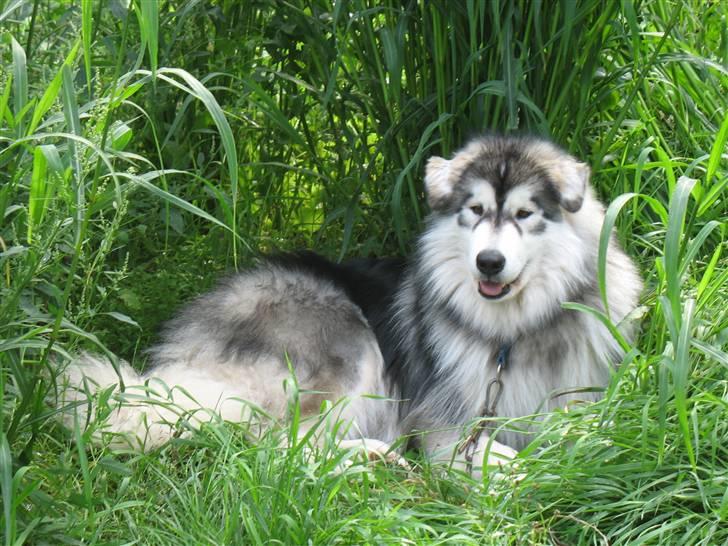 Alaskan malamute Cosmo død 9/3 09 - Mors smukke  smukke mutte 9 mdr gammel han er desværre i hundehimlen nu, men vil altid sidde dybt i mit hjerte... billede 1