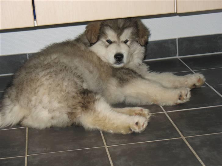 Alaskan malamute Cosmo død 9/3 09 - der kan jeg ikke sove mere billede 2