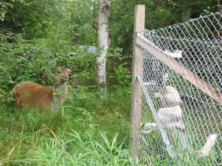 Alaskan malamute Cosmo død 9/3 09 - Min opdrætter skrev i kontrakten at løbegården skulle have udsigt... billede 3