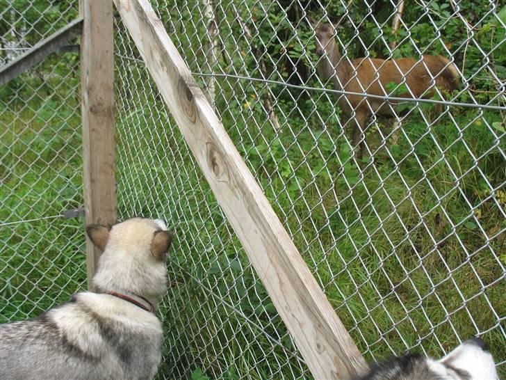 Alaskan malamute Cosmo død 9/3 09 - Spekulere på om minopdrætter mente udsigt til mad.... billede 4