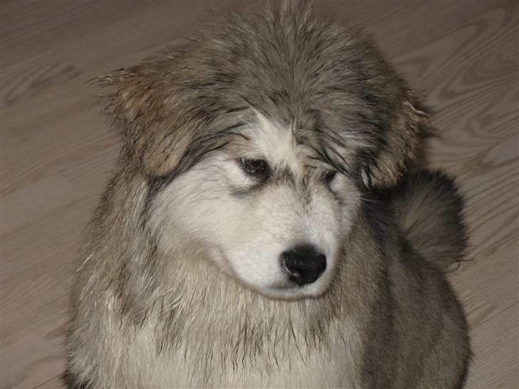 Alaskan malamute Cosmo død 9/3 09 - når det regner får man smart frisure billede 5