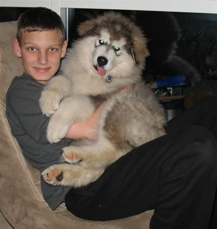 Alaskan malamute Cosmo død 9/3 09 - Mig og Alex billede 6