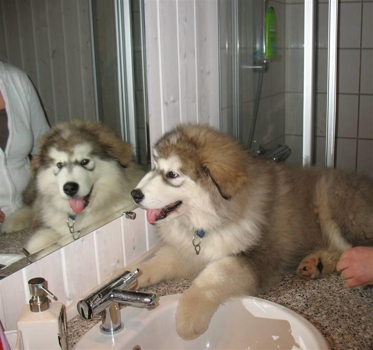 Alaskan malamute Cosmo død 9/3 09 - Flot fyr ham i spejlet billede 7