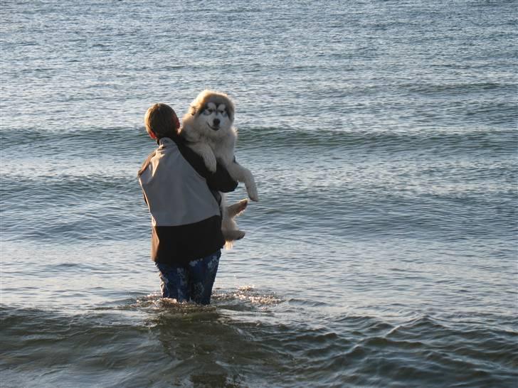 Alaskan malamute Cosmo død 9/3 09 - 3 april, vandet er vidst koldt billede 8