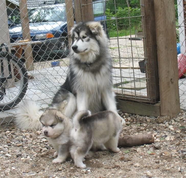 Alaskan malamute Cosmo død 9/3 09 - Mig som babysitter billede 9