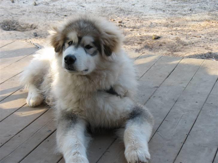 Alaskan malamute Cosmo død 9/3 09 - jeg ligger lige her og finder på "ting" billede 10