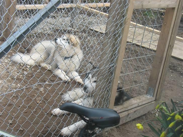 Alaskan malamute Cosmo død 9/3 09 - vores "fængsel" udenfor billede 11
