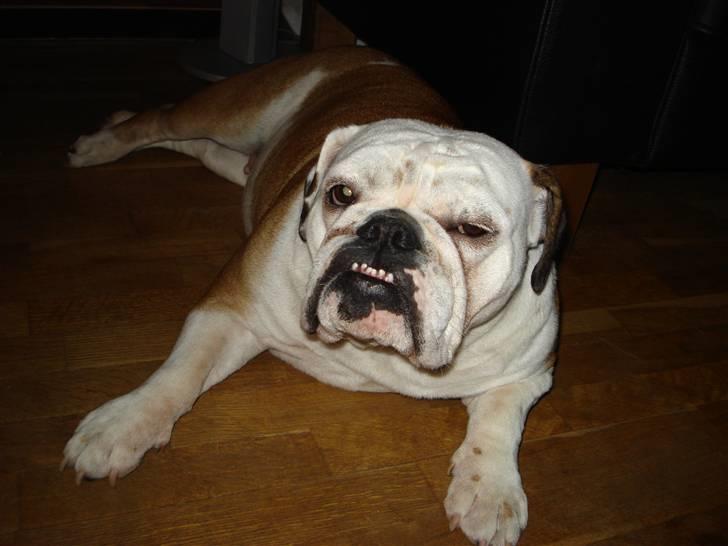 Engelsk bulldog Nuggi billede 13