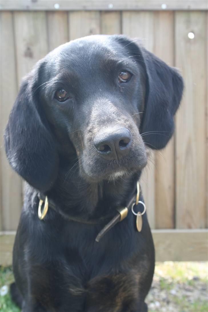 Blanding af racer Zigi (død 11/5-16) - Maj 2008 billede 13