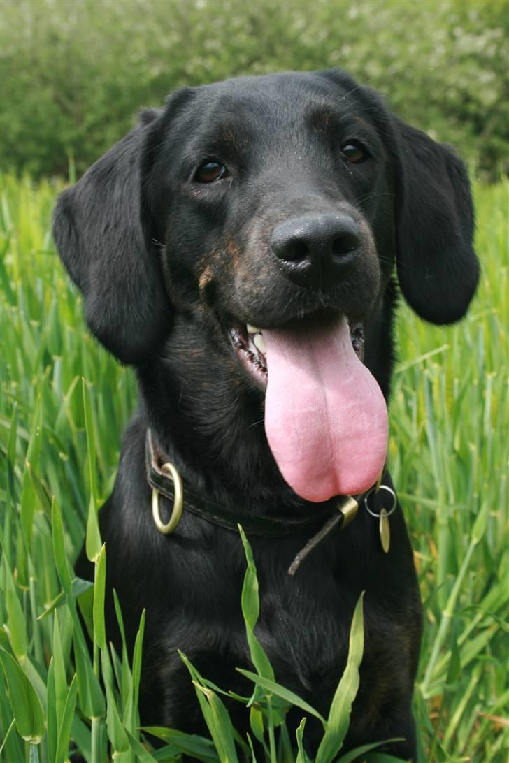 Blanding af racer Zigi (død 11/5-16) - Jeg ved det.... jeg er en lækker lille dame. Maj 2008 billede 14