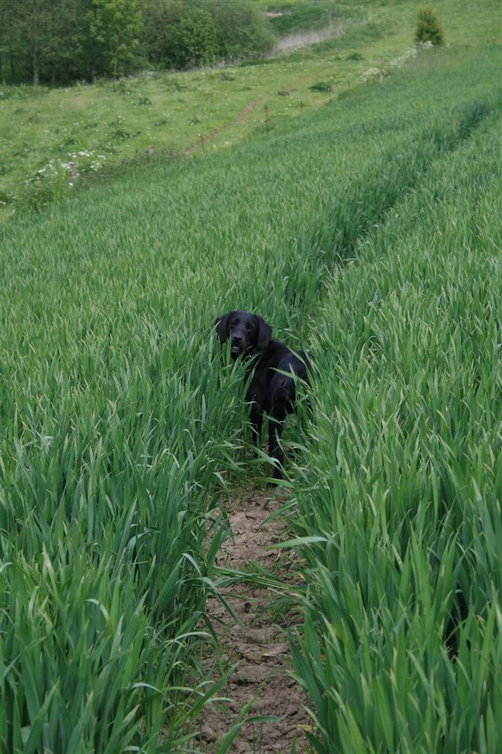 Blanding af racer Zigi (død 11/5-16) - Mor, skal du med eller hva...? Maj 2008 billede 15