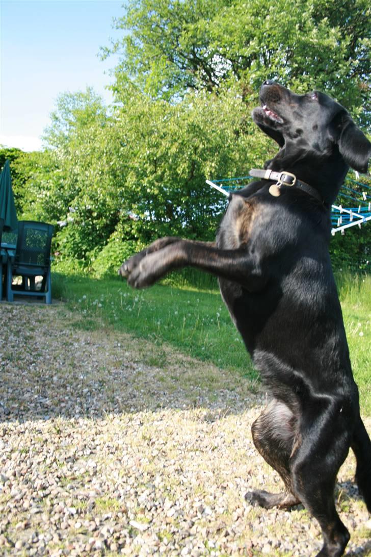 Blanding af racer Zigi (død 11/5-16) - Jeg griber den bold, når den kommer ned fra luften! billede 17