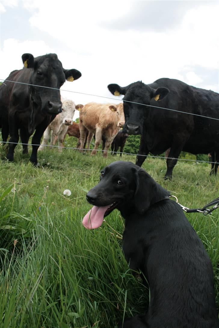 Blanding af racer Zigi (død 11/5-16) - Bare rolig, mor. Jeg har styr på de køer... Maj 2008 billede 18