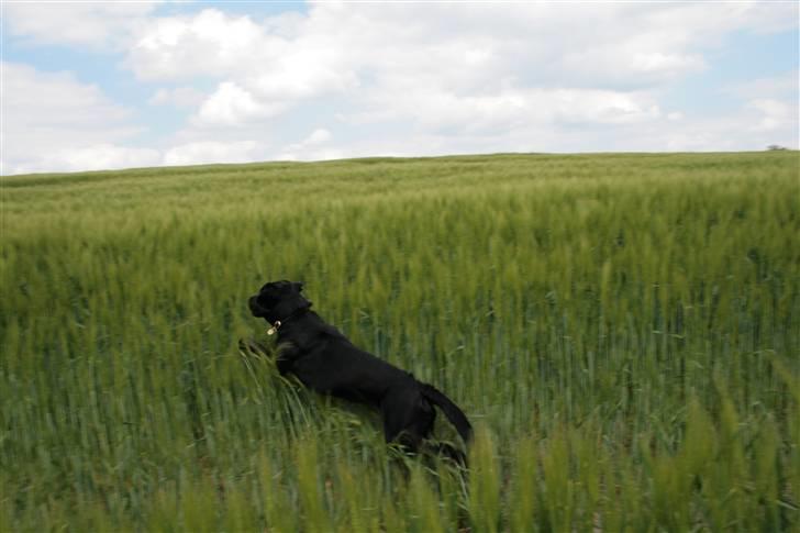 Blanding af racer Zigi (død 11/5-16) - Så skal der apporteres. Maj 2008 billede 19