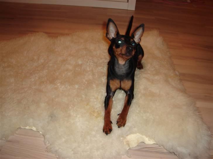 Dvaergpinscher Bella Cherié billede 13