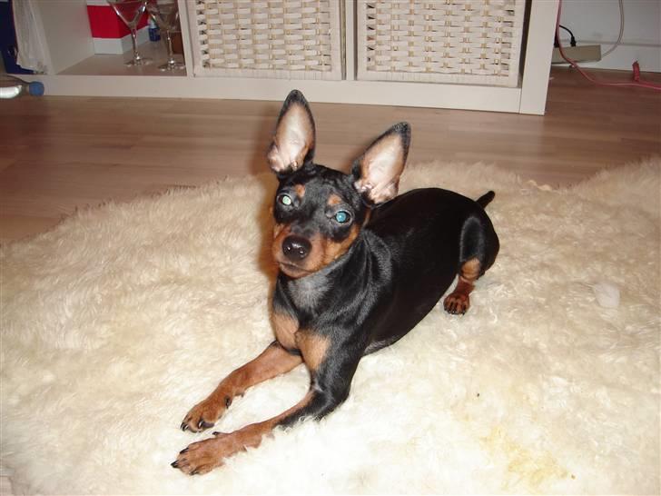 Dvaergpinscher Bella Cherié billede 14